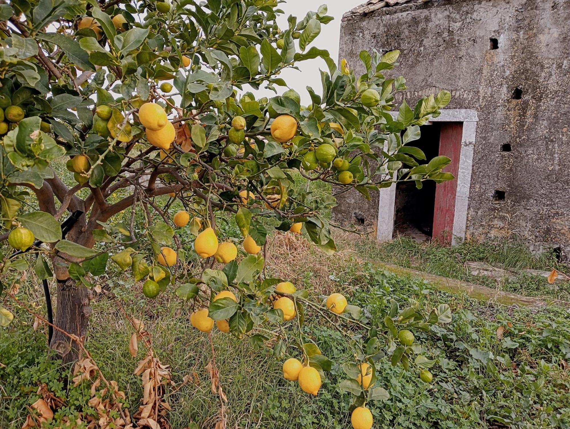 Villa Laura Apartment Giardini Naxos Exterior foto